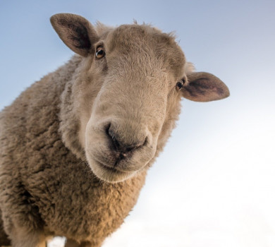 Moi, je ne suis pas un mouton, bêêê