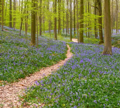 Walking therapy ou marche consciente